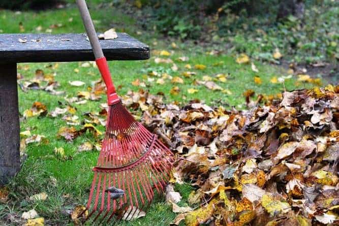 Can I Leave Leaves On My Lawn Without Picking Them