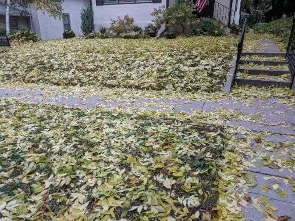 Frequently Asked Questions About Using a Lawnmower To Pick Up Leaves