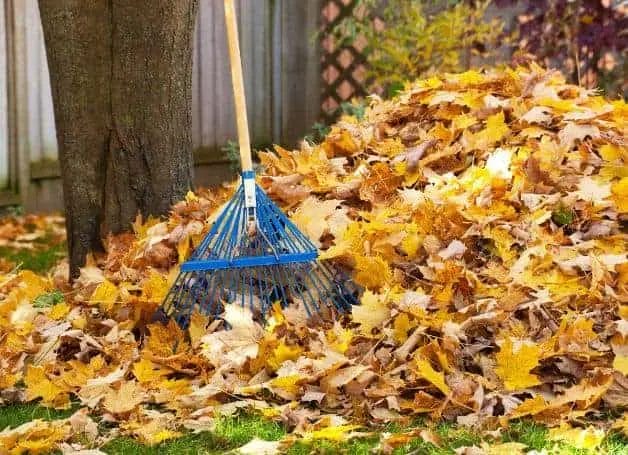 The Old-School Method Using a Rake to Collect Leaves