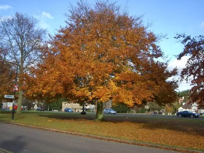 autumnal trees, losing leaves