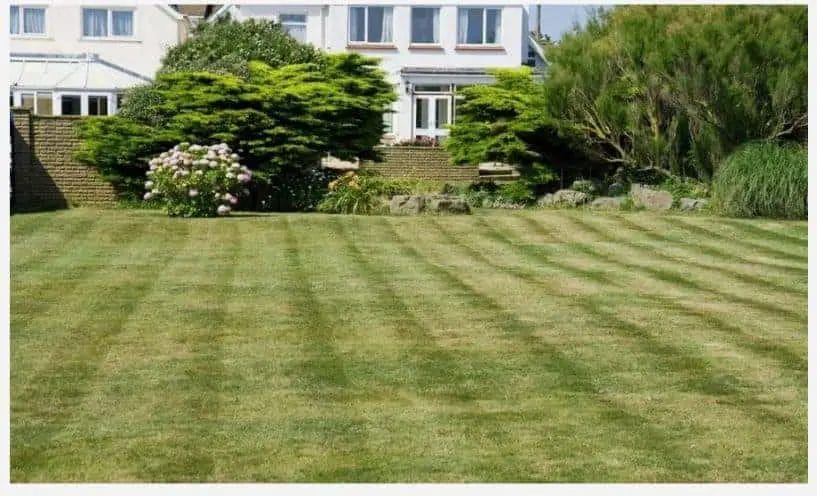 (image of brown stripe syndrome on a lawn)