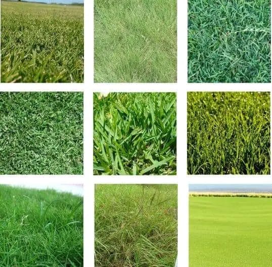 (image of several different grass types)