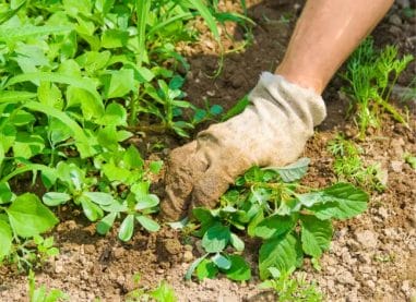 Make Your Garden Low Maintenance