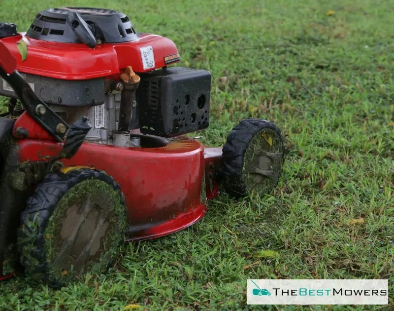 When Not To Mulch Your Lawn