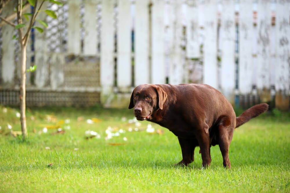 How To Stop Dogs Pooping In My Garden? Find Out Here!
